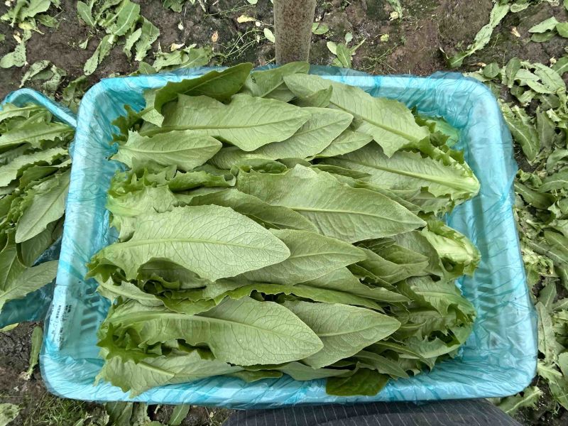 精品大颗油麦菜
