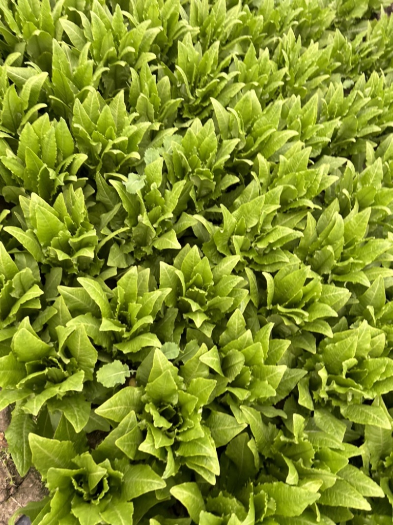 精品大颗油麦菜