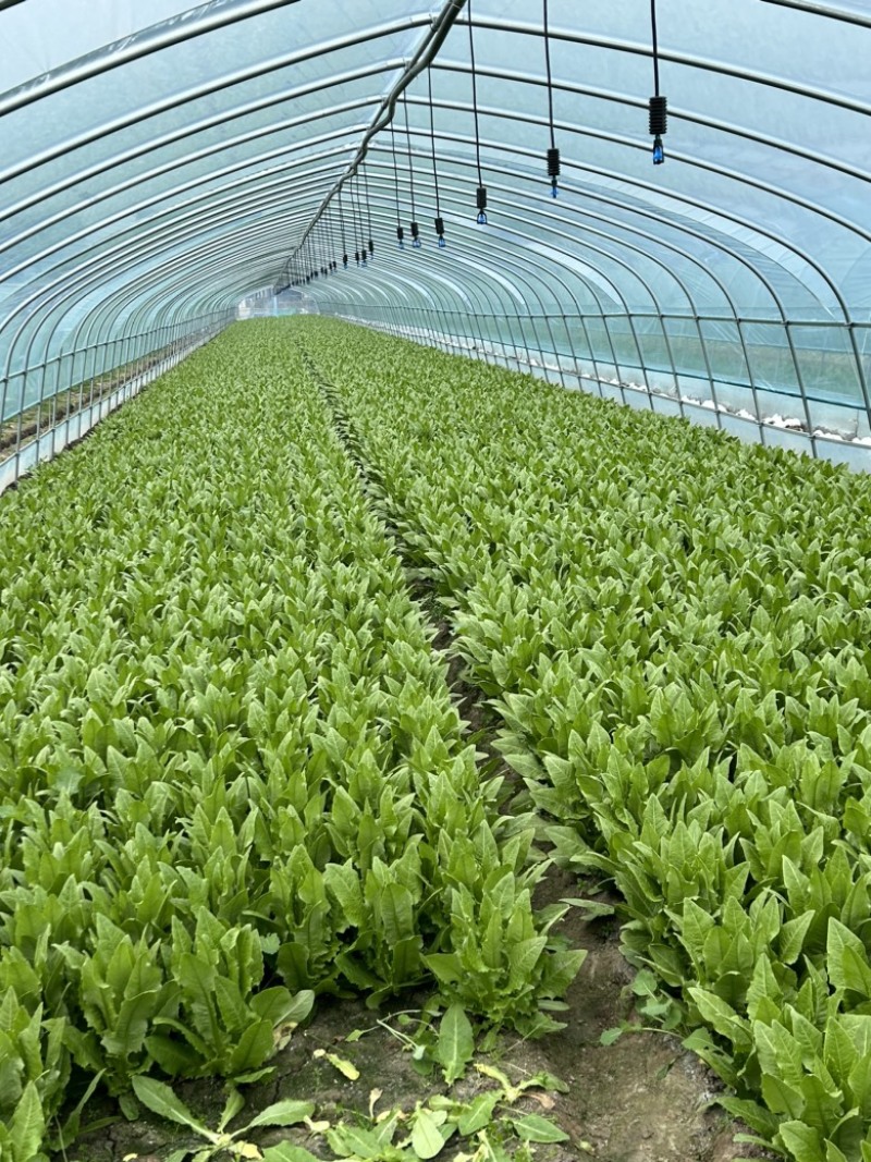 精品大颗油麦菜