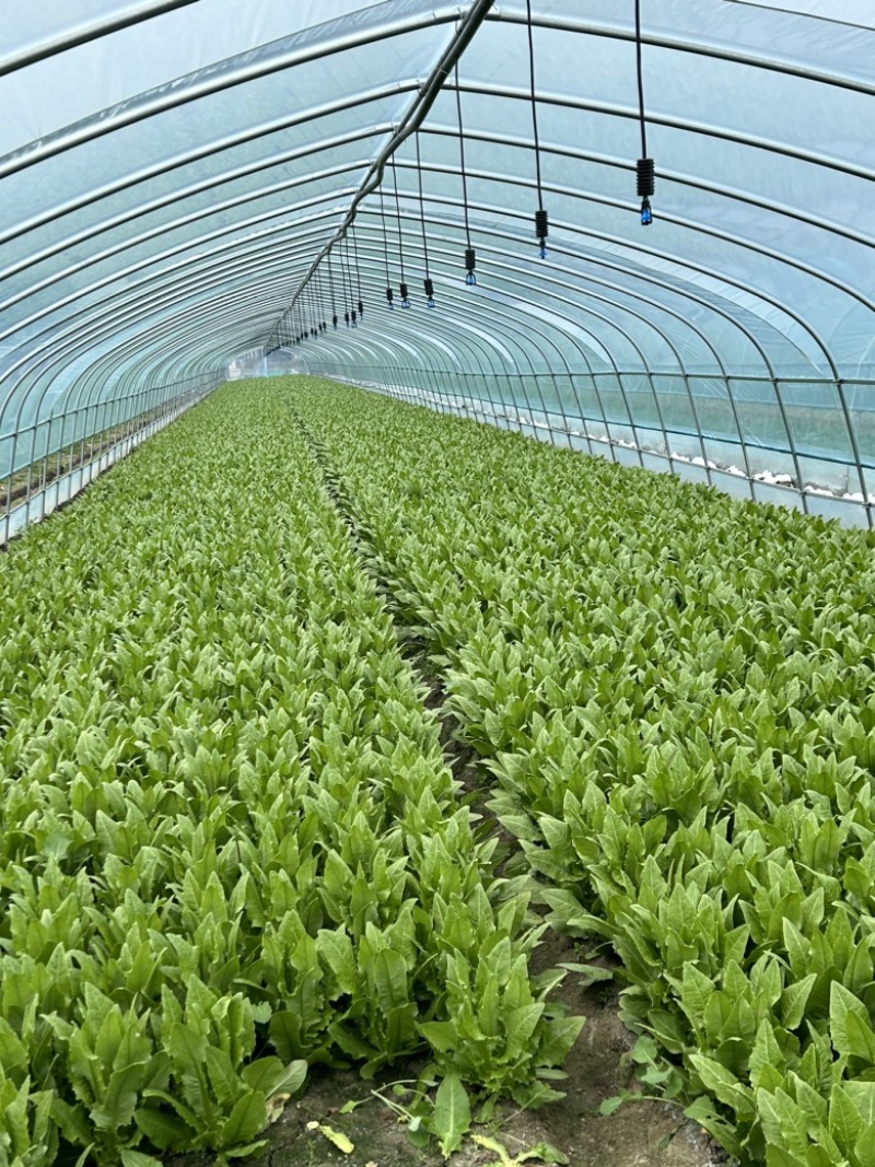 精品大颗油麦菜