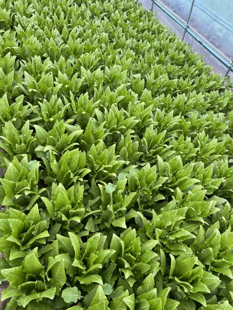 精品大颗油麦菜
