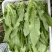 精品大颗油麦菜