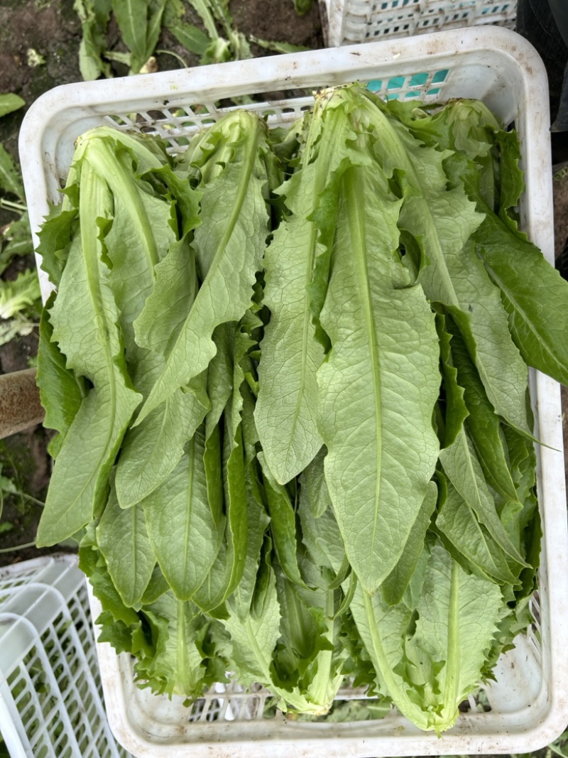 精品大颗油麦菜