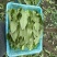 精品大颗油麦菜