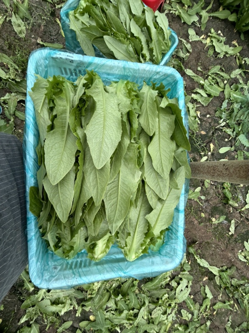 精品大颗油麦菜