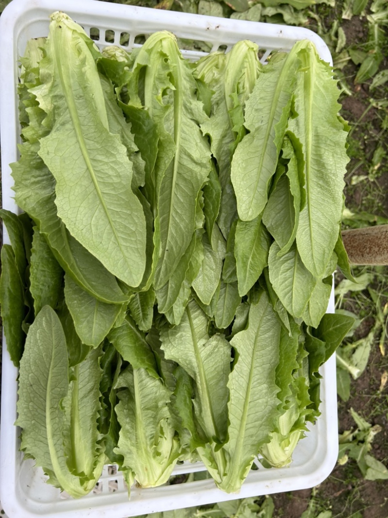 精品大颗油麦菜