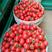 西红柿苗/硬粉西红柿苗/圣女果苗，基地质量好，资质齐全