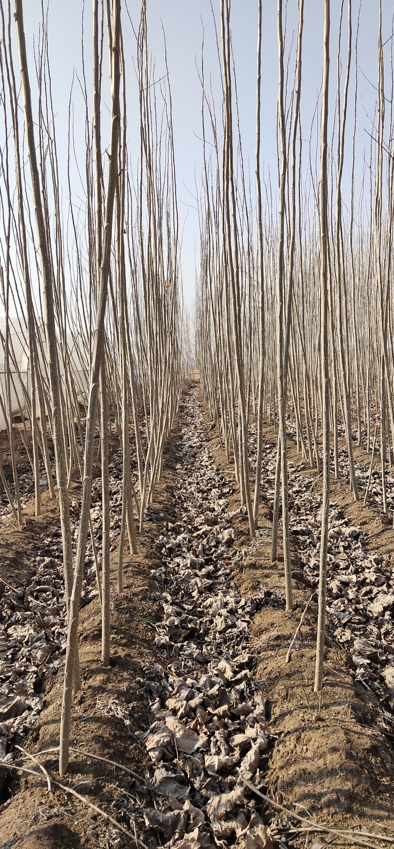 杨树苗_一年二年