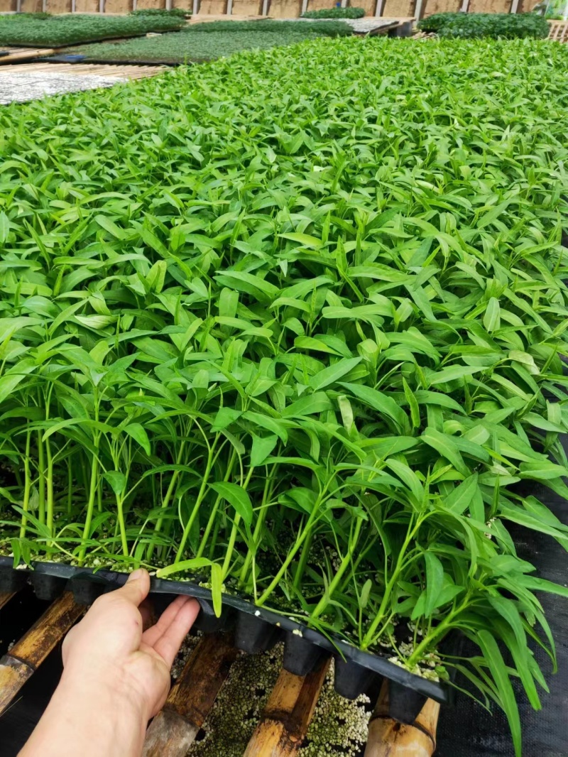 密刺黄瓜苗寿光菜苗基地直供现货速发质量保证电联