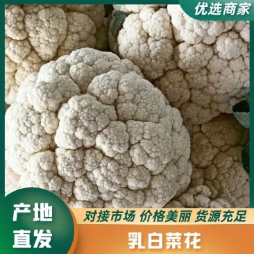 菜花，花菜乳白紧花，全国产地直发，质量保证。