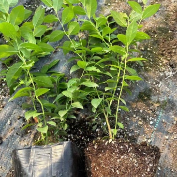 l11蓝莓苗