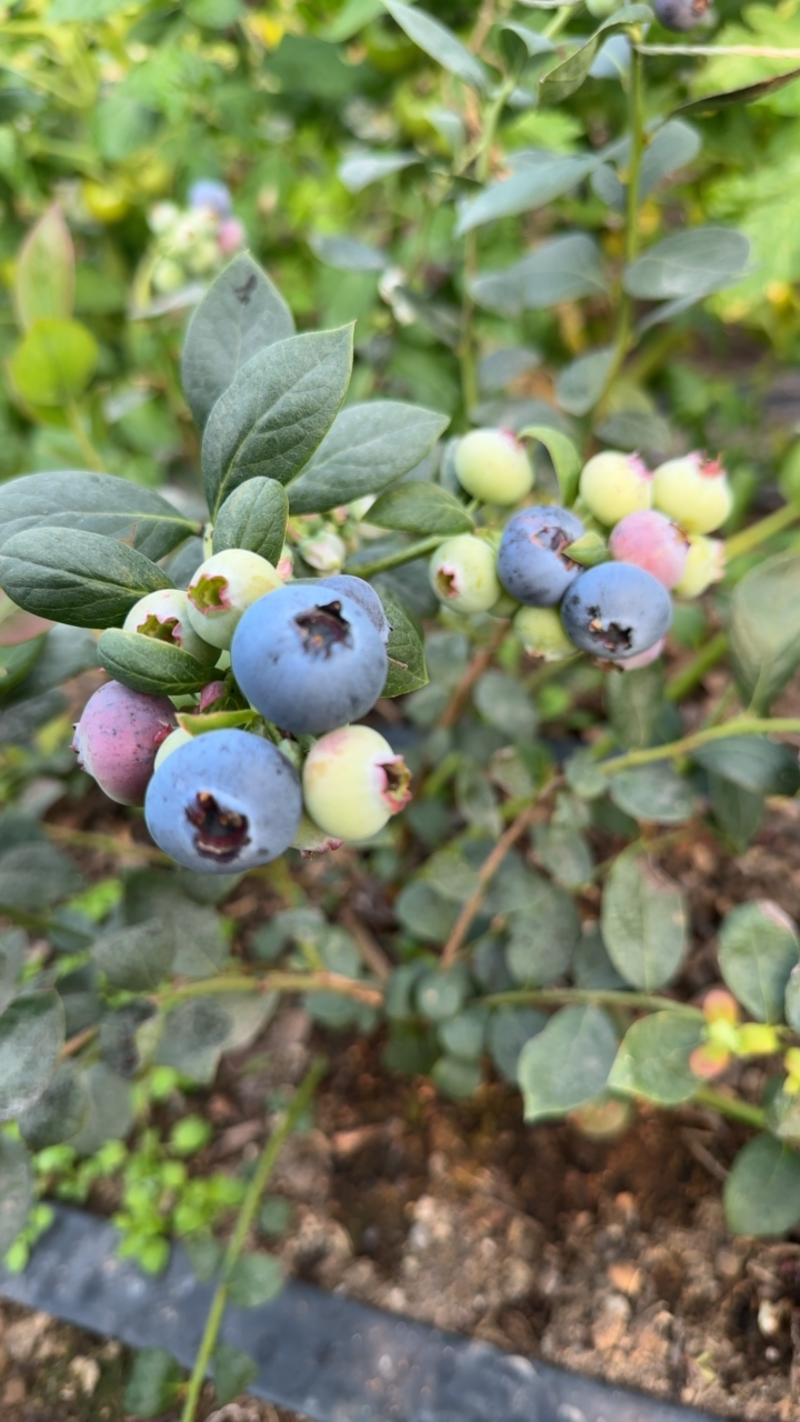 青岛蓝莓绿宝石莱克西f6l25蓝丰蓝莓大量有货品质保证