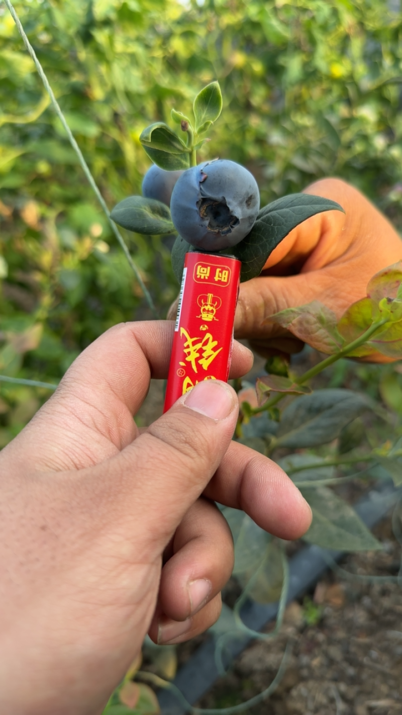 青岛蓝莓绿宝石莱克西f6l25蓝丰蓝莓大量有货品质保证