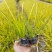金边菖蒲石菖蒲高度20到30厘米福建漳州苗木基地