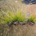 金边菖蒲石菖蒲高度20到30厘米福建漳州苗木基地