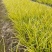 金边菖蒲石菖蒲高度20到30厘米福建漳州苗木基地