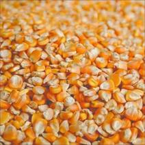 安徽玉米黄玉米玉米粒大量有货自家种植欢迎联系一手货源