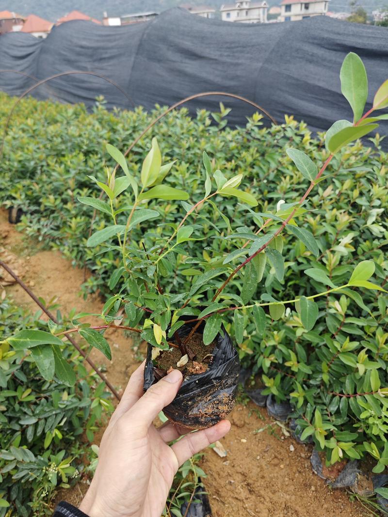 金丝桃高度20到30厘米福建漳州苗木基地