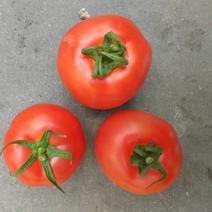 大量西红柿上市了，欢迎有销量的市场来合作共赢