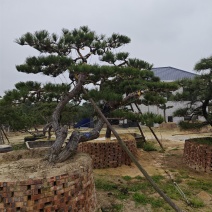 迎客松造型盆景福建漳州盆景基地