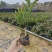 夹竹桃高度啊25到35厘米福建漳州苗木基地