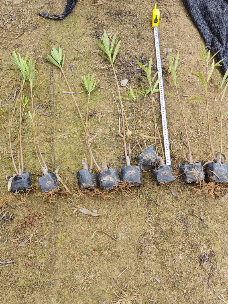 夹竹桃高度啊25到35厘米福建漳州苗木基地