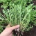 蒲公英新鲜野菜现挖现发全国发货可视频看货量大价优电联
