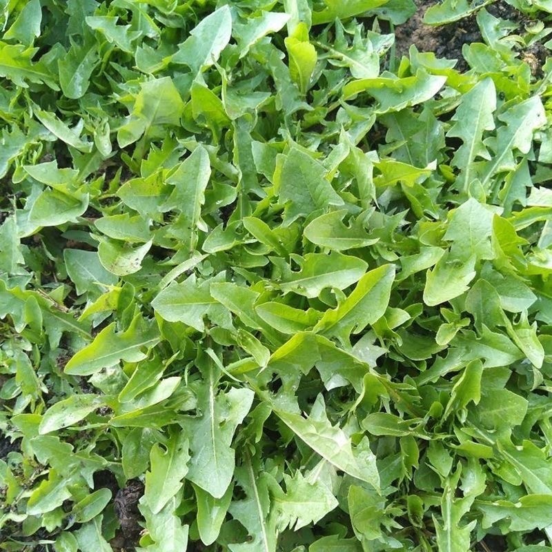 蒲公英新鲜野菜现挖现发全国发货可视频看货量大价优电联