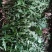 蒲公英新鲜野菜现挖现发全国发货可视频看货量大价优电联