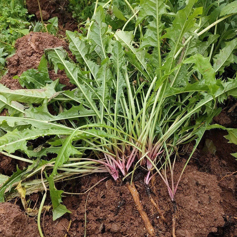 蒲公英新鲜野菜现挖现发全国发货可视频看货量大价优电联