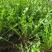 蒲公英新鲜野菜现挖现发全国发货可视频看货量大价优电联