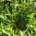 蒲公英新鲜野菜现挖现发全国发货可视频看货量大价优电联