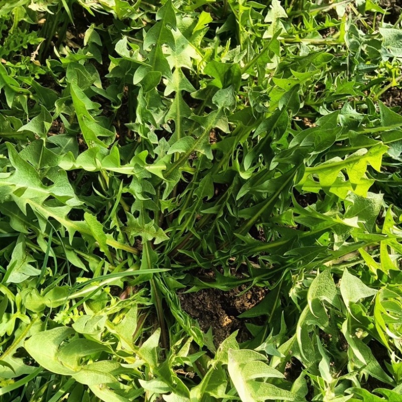 蒲公英新鲜野菜现挖现发全国发货可视频看货量大价优电联