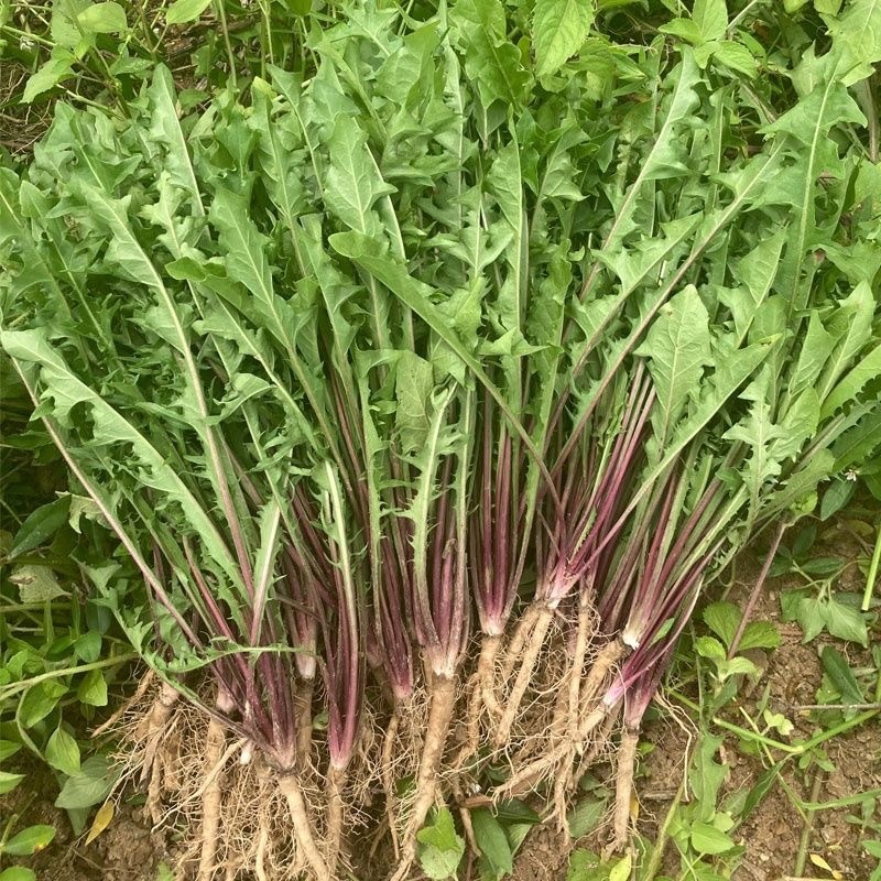 蒲公英新鲜野菜现挖现发全国发货可视频看货量大价优电联