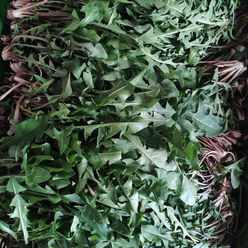 蒲公英山东产地直供可视频看货质量保证大量批发欢迎电联