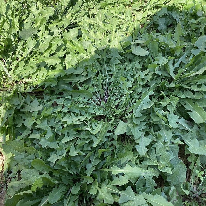 蒲公英山东产地直供可视频看货质量保证大量批发欢迎电联