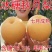 梨树苗正宗秋月梨皇冠特大耐寒新品南北方种植盆栽地栽嫁接果