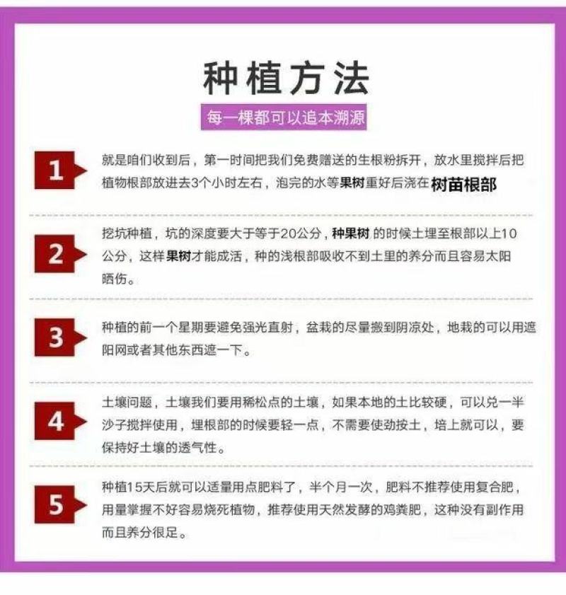 梨树苗正宗秋月梨皇冠特大耐寒新品南北方种植盆栽地栽嫁接果