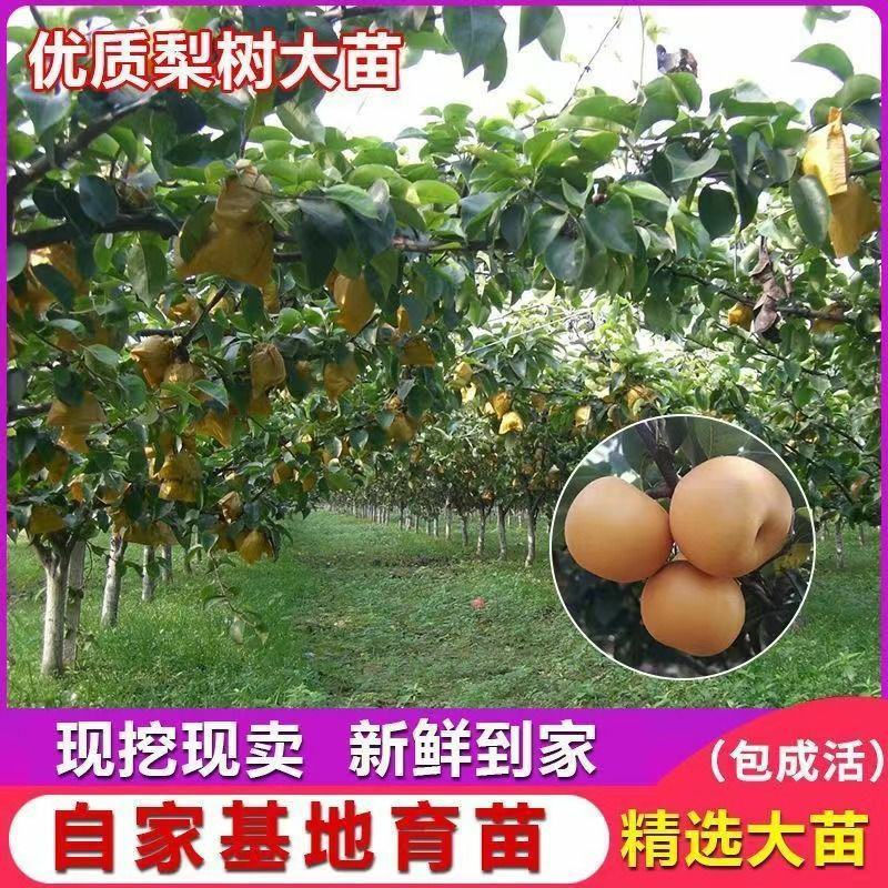 梨树苗正宗秋月梨皇冠特大耐寒新品南北方种植盆栽地栽嫁接果