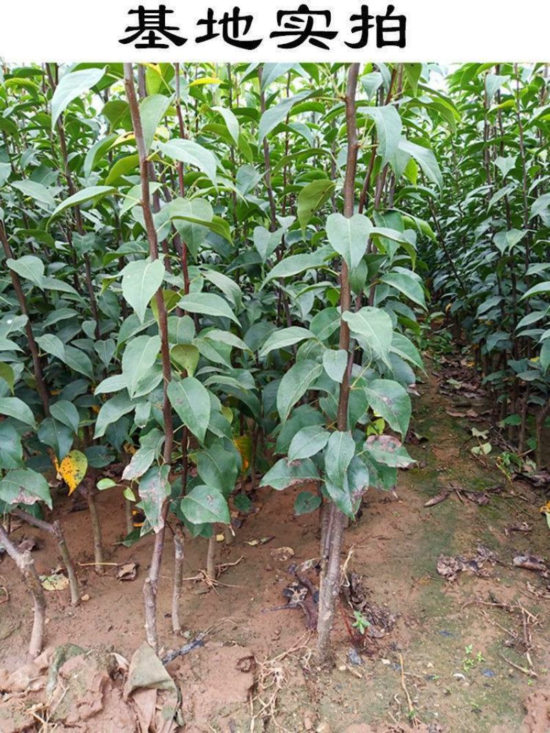 梨树苗正宗秋月梨皇冠特大耐寒新品南北方种植盆栽地栽嫁接果