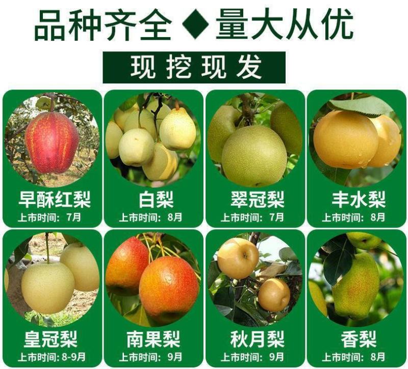 梨树苗正宗秋月梨皇冠特大耐寒新品南北方种植盆栽地栽嫁接果