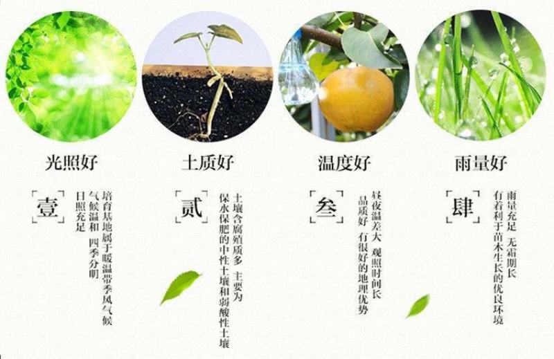 梨树苗正宗秋月梨皇冠特大耐寒新品南北方种植盆栽地栽嫁接果