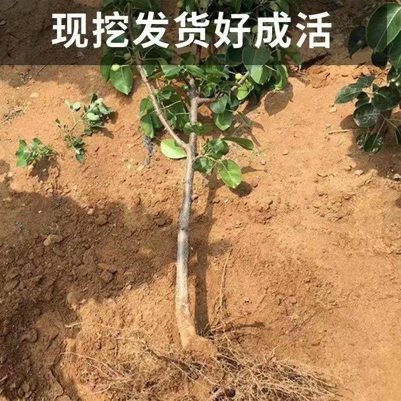 梨树苗正宗秋月梨皇冠特大耐寒新品南北方种植盆栽地栽嫁接果