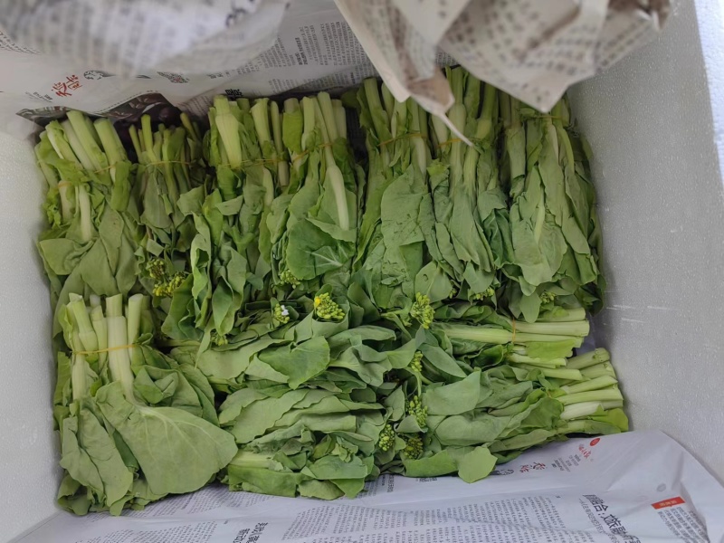 精品白菜苔，口感脆甜！可供商超！