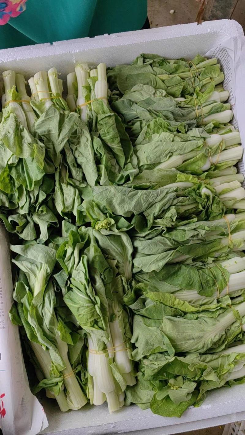 精品白菜苔，口感脆甜！可供商超！