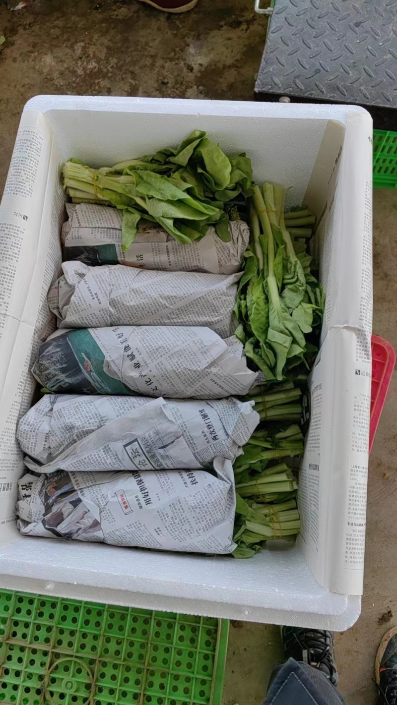 精品白菜苔，口感脆甜！可供商超！