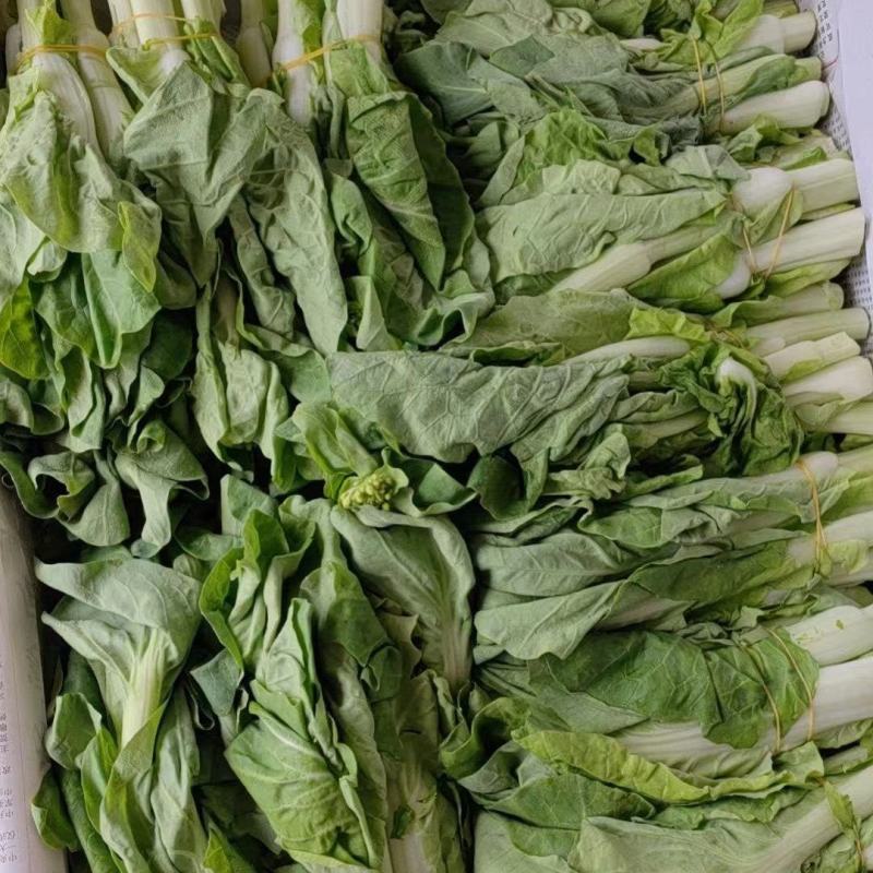 精品白菜苔，口感脆甜！可供商超！