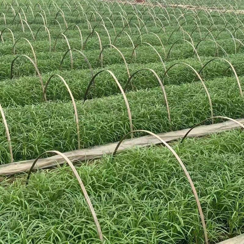空心菜广西种植基地供货，量大从优长期供应欢迎电联采购