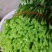 空心菜广西种植基地供货，量大从优长期供应欢迎电联采购