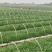 空心菜广西种植基地供货，量大从优长期供应欢迎电联采购